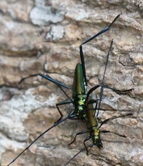 Chloridolum thomsoni