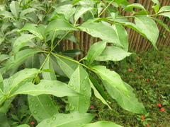 Cordia gerascanthus