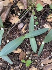 Piperia