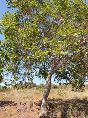 Ochna pulchra pulchra