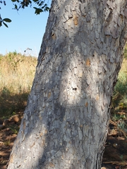 Ochna pulchra pulchra