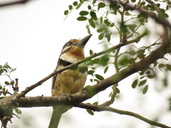 Hypnelus ruficollis