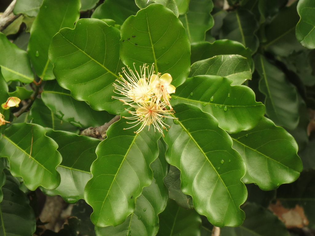 Capparidastrum pachaca