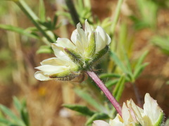 Lupinus microcarpus microcarpus