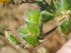 Lupinus microcarpus microcarpus