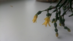 Hatiora salicornoides