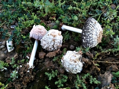 Coprinus xerophilus