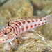 Redspotted Sandperch - Photo (c) Jean-Paul Cassez, some rights reserved (CC BY-NC), uploaded by Jean-Paul Cassez
