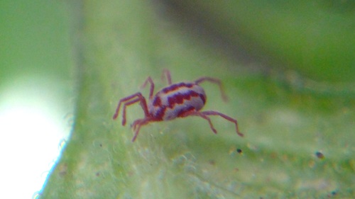 Balaustium leanderi
