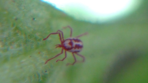 Balaustium leanderi