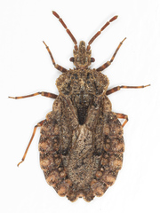 Aradus conspicuus