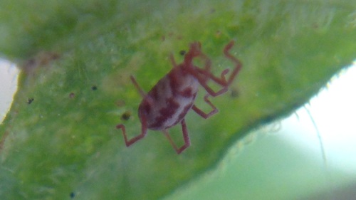 Balaustium leanderi