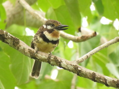 Hypnelus ruficollis