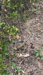 Cnemidophorus lemniscatus