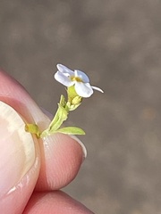 Plagiobothrys chorisianus
