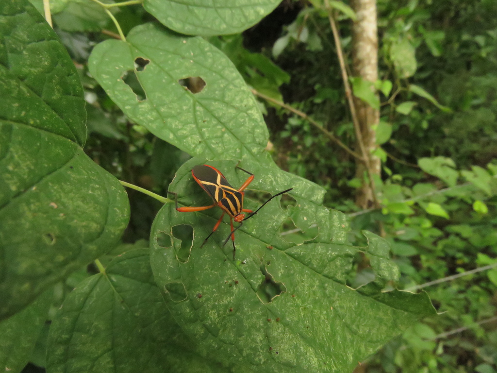 Machtima tenuicornis