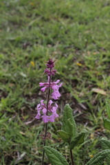 Stachys keerlii