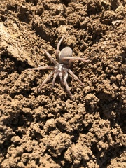 Calisoga longitarsis