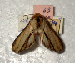 Cucullia scrophulariae