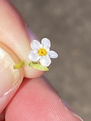 Plagiobothrys chorisianus