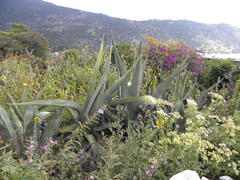 Agave mapisaga