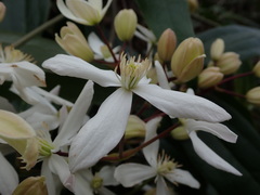 Clematis armandii