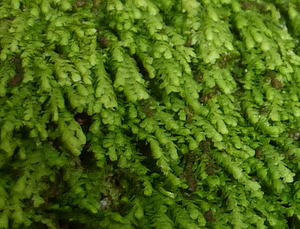 Lejeunea flava