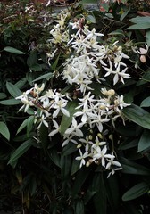 Clematis armandii