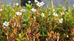Saxifraga tridactylites