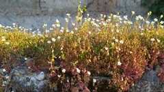 Saxifraga tridactylites