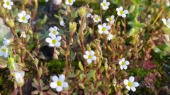 Saxifraga tridactylites