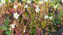 Saxifraga tridactylites