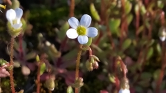 Saxifraga tridactylites
