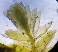 Plagiothecium nemorale