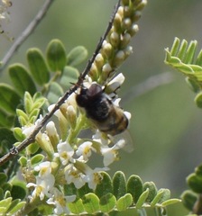 Copestylum marginatum