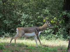 Antilope cervicapra
