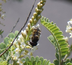 Copestylum marginatum
