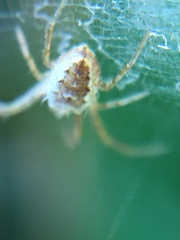 Araneidae