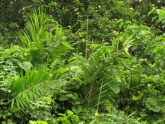 Bactris guineensis