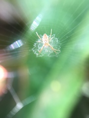 Araneidae