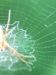 Araneidae