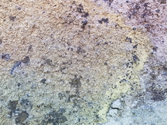 Pertusaria flavicans