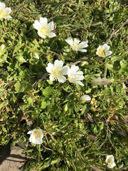 Limnanthes