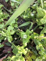 Stellaria media
