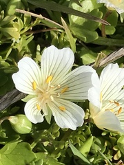 Limnanthes