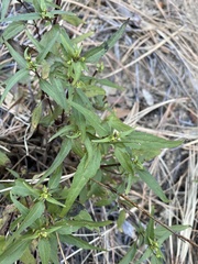 Ageratina paupercula