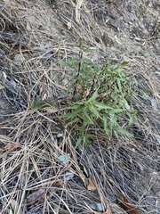 Ageratina paupercula