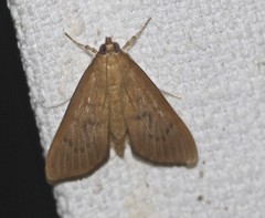 Anania perflavalis