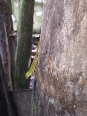 Anolis distichus