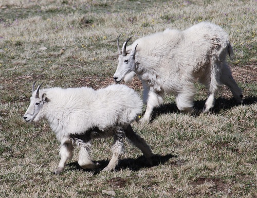 Mountain Goat photographed in Wyoming